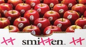 Once bitten forever smitten – The UK’s love affair with a limited edition – NZ Apple doubles with the help of Morrisons