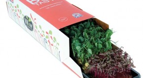 WOW Micro Leaf launches new concept for professional kitchens