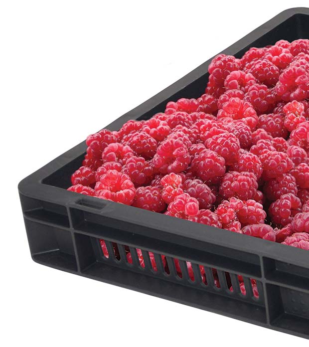 Berry-growers-love-our-GoBox-1230-raspberry-tray | Grocery Trader